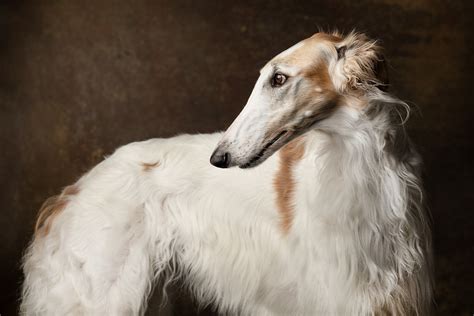 Download Animal Borzoi 4k Ultra HD Wallpaper