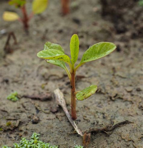 Waterhemp - Getting Rid Of Weeds