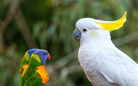 Parrot Bird Wallpapers - Top Free Parrot Bird Backgrounds - WallpaperAccess