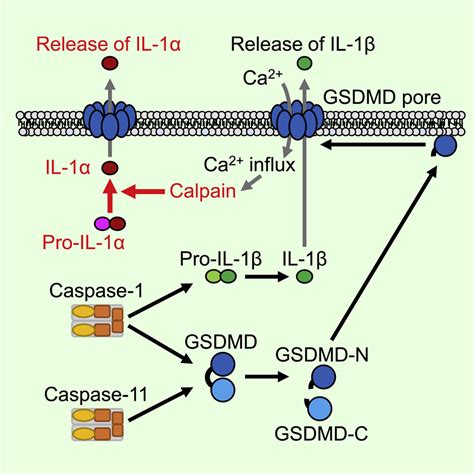 Gasdermin D mediates the maturation and release of IL-1α downstream of ...