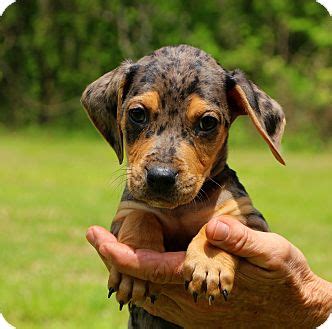 Glastonbury, CT - Dachshund/Beagle Mix. Meet Stewart a Puppy for Adoption.