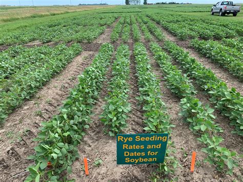 Winter Rye Cover Crop Preceding Soybean: Fall Planting Dates and Rates | NDSU Agriculture and ...