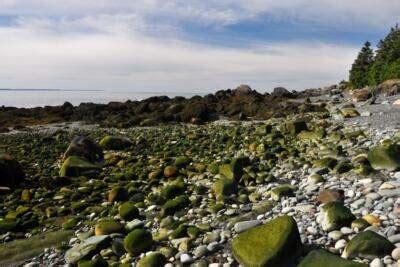 Quoddy Head State Park In Lubec, ME | America's State Parks