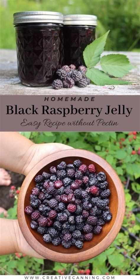 Black Raspberry Jelly (Seedless) - Creative Canning