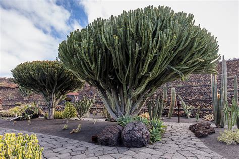 Cactus Garden in Lanzarote Photograph by Jim Monk - Fine Art America