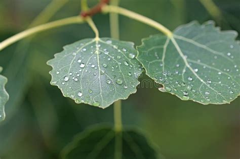 Aspen Tree Leaves with Raindrops in Close Up Stock Image - Image of ...