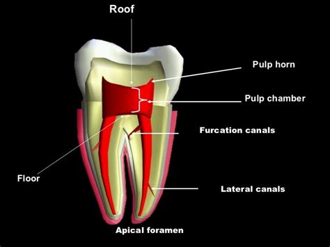 Anatomy of the pulp space