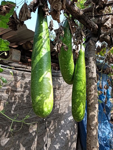 Bottle Gourd | Sahaja Seeds