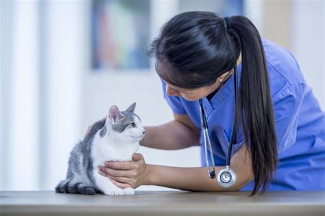 Best Veterinary Schools In The U.S.