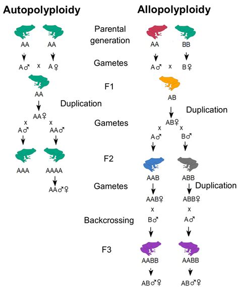 Animals | Free Full-Text | Evolutionary and Genomic Diversity of True Polyploidy in Tetrapods