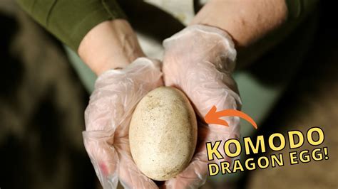 Komodo Dragon Eggs