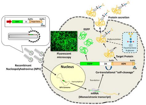 Processes | Free Full-Text | A Newly Designed EGFP-2A Peptide Monocistronic Baculoviral Vector ...