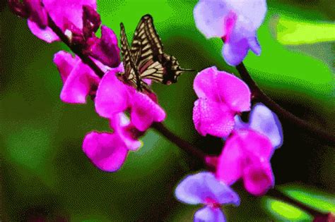 Butterfly Flowers GIF - Butterfly Flowers - Discover & Share GIFs