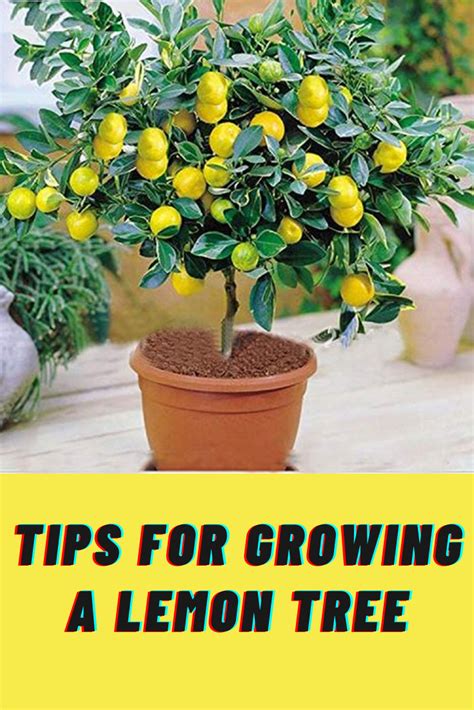 How To Grow Lemon Trees From Seed – 2023 Guide – HomeDecorish