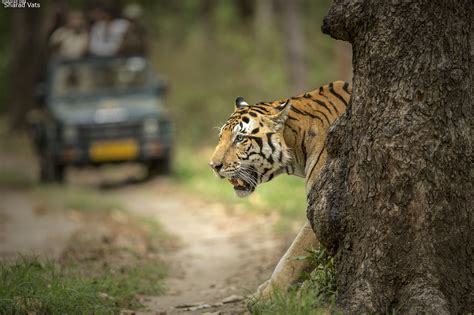 Why a Tiger Safari holiday is a great way to spend time with Family