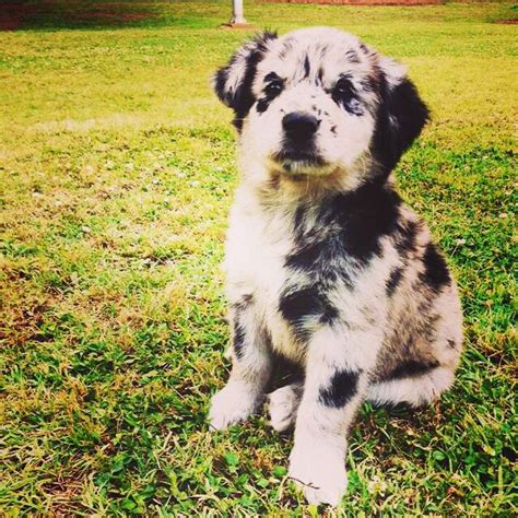 Australian Shepherd lab mix rescue | animals i want to steal | Pinter…