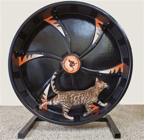 Cat Exercise Wheel by Cat Wheel Company