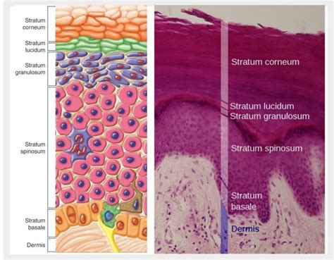 Epidermis - Definition and Examples - Biology Online Dictionary