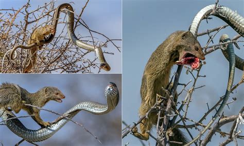 Every Snake is Afraid of This Scary Animal – The Mongoose | icestech