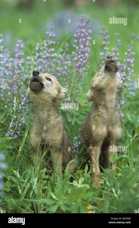 Wolf puppies howling in meadow Stock Photo - Alamy