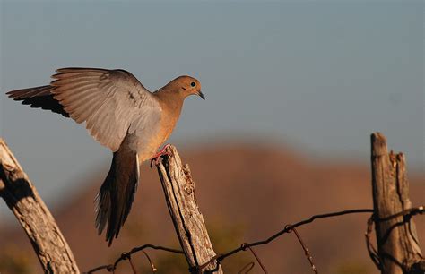 Dove Hunting: Top 7 Tips to Hunt Effectively | Being Like