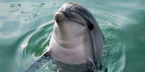 VICTORY! Wild dolphins safe from Sea World Australia's overseas parks ...