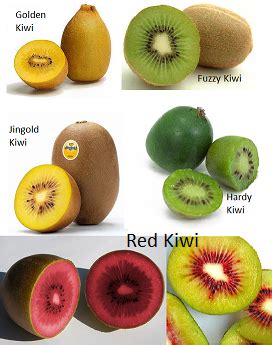 Kiwi fruit and its heath benefits | Fruit benefits, Heath benefits, Kiwi fruit benefits