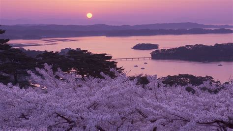 Japan Cherry Blossom Wallpapers - Top Free Japan Cherry Blossom ...