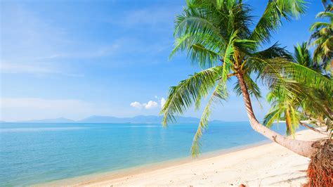 Wallpaper Beach, palm trees, sea, tropical, summer 3840x2160 UHD 4K Picture, Image