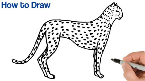 Great How To Draw A Cheetah For Kids in the world Check it out now | howtodrawplanet4