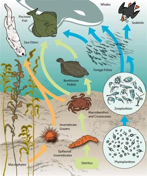 Ocean Acidification; ocean food chain | Ocean food web, Food web, Food ...