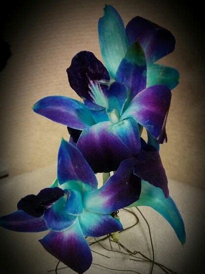 7 stunning orchids for your home – Artofit