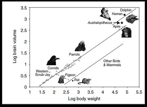 1. Relation between brain volume and body weight for some species of... | Download Scientific ...