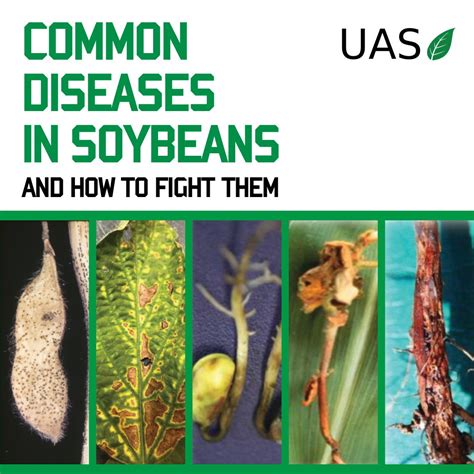 Common Soybean Diseases—And How to Fight Them | Unified Ag Solutions