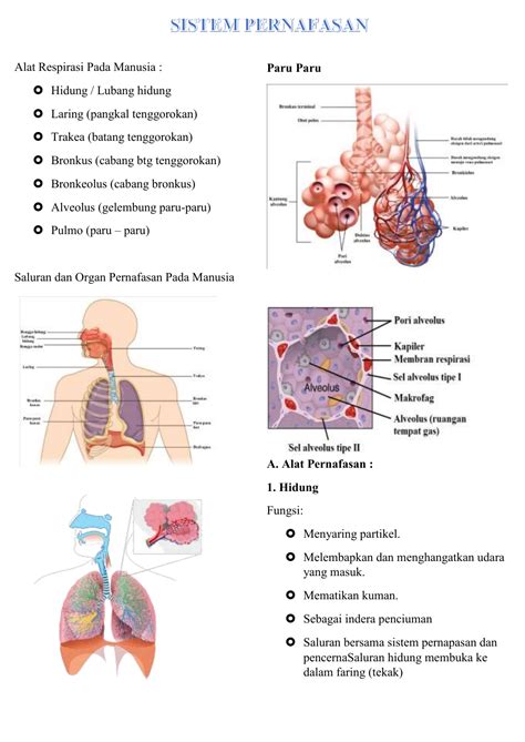 Alat Respirasi Pada Manusia