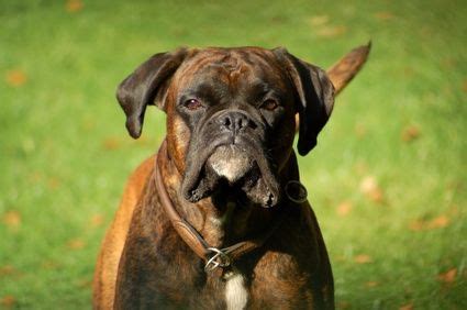 Boxer Dog Breed Training Techniques | Dog Training