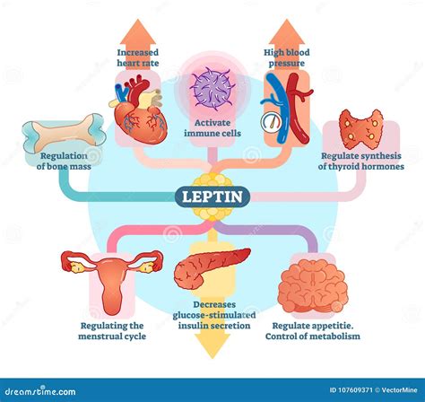 Leptin Hormone Role in Schematic Vector Illustration Diagram ...