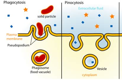 Phagocytosis vs Pinocytosis | Difference Between Phagocytosis and Pinocytosis