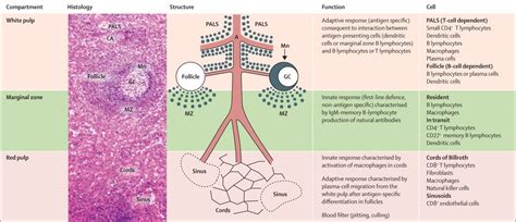 Function of the Spleen: Anatomy and Physiology