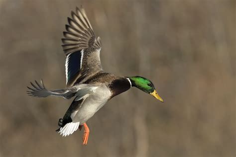 Mallard Duck Hunting