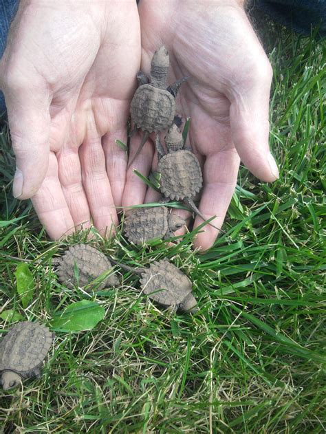 Baby Snapping Turtle Diet And Habitat - JS Photography