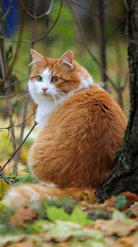 Long Hair Orange Cat Breeds - Cat Meme Stock Pictures and Photos