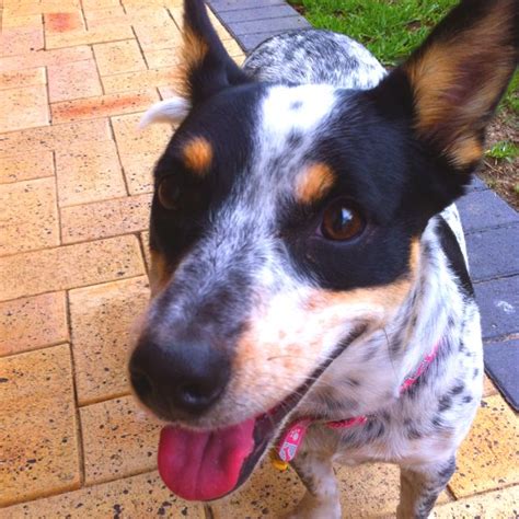 Play time? Blue Heeler X Jack Russell | Australian cattle dog, Blue heeler, Dog pictures