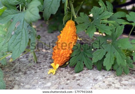 5,784 Momordica Charantia Plant Garden Images, Stock Photos, 3D objects, & Vectors | Shutterstock