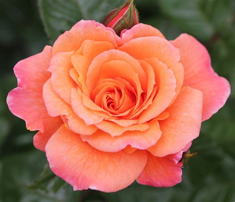 Buy Rose of the year 2017 - rose Scent from Heaven (climbing) Rosa Scent from Heaven ...