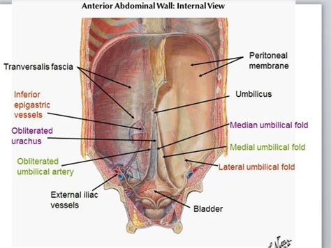 Internal Abdominal Wall & Inguinal Canal Flashcards | Quizlet