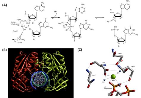 Chapter 7: Catalytic Mechanisms of Enzymes – Chemistry