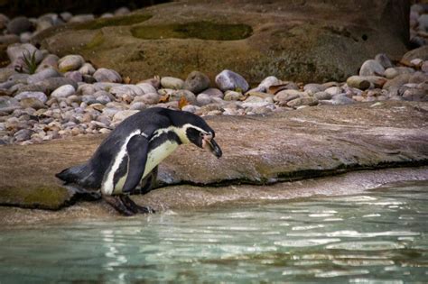 ZSL London Zoo: Penguins