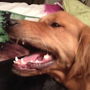 Golden Retriever gets rid of Papilloma Virus | NZYMES.COM