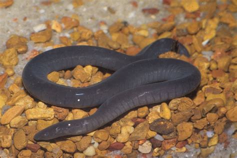 kingsnake blog Kingsnake.com Blog - Aquatic Caecilian